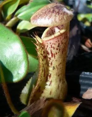 Nepenthes Species, Pitcher Plant, Shield-Leaved Pitcher-Plant