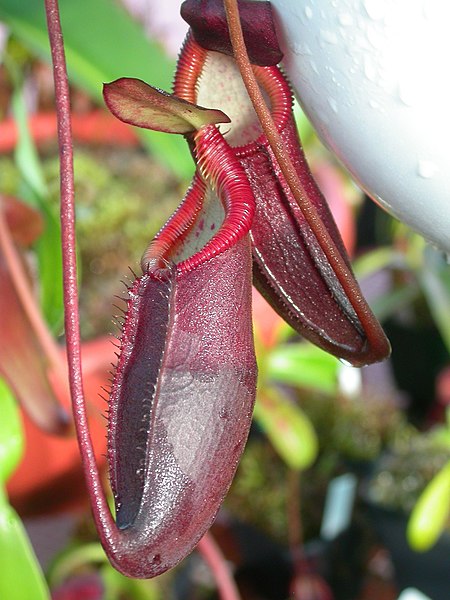 Nepenthes Species, Pitcher Plant Nepenthes diatas