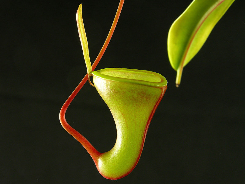 Nepenthes Species, Pitcher Plant Nepenthes dubia