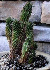 Euphorbia Twinkle Twirl