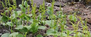 Species Orchid, Gennaria, Two-Leaved Gennaria