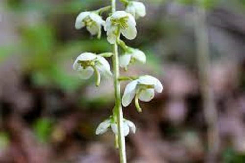 American Wintergreen, Round-leaved Wintergreen