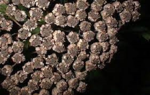 Achillea Species, Big-Leaf Yarrow