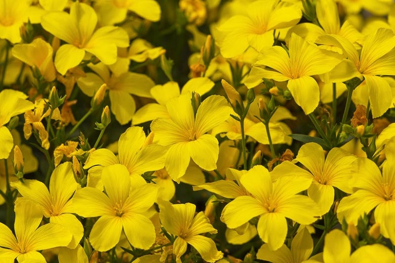 Linum Species, Golden Flax, Yellow Flax