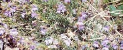 Penstemon Species, Beard Tongue, Colorado Narrowleaf Penstemon, Toad-Flax Beardtongue