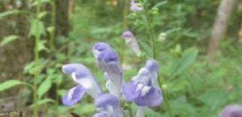 Scutellaria Species, Skullcap