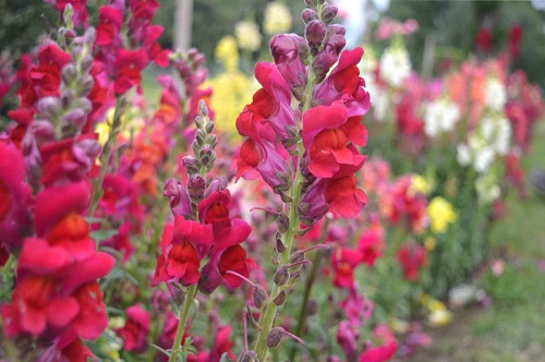 Antirrhinum, Creeping Snapdragon, Trailing Snapdragon Lampion