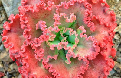 Echeveria Princess Lace