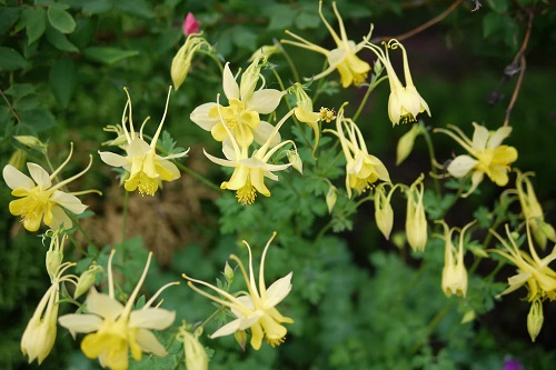 Aquilegia Species, Yellow Columbine, Golden Columbine