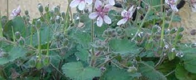Erodium Species, Caraway-leaved Herons Bill, Storksbill