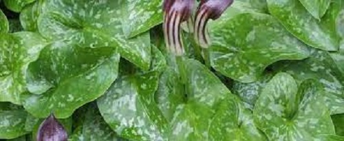 Arisarum Species, Friars Cowl