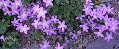 Campanula, Serbian Bellflower, Trailing Bellflower Blue Gown