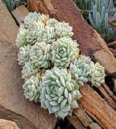 Echeveria Species, Baby Echeveria, Painted Lady