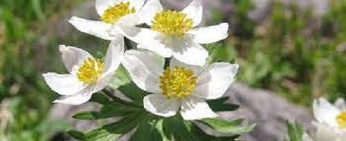 Anemonidium Species, Narcissus Anemone, Windflower