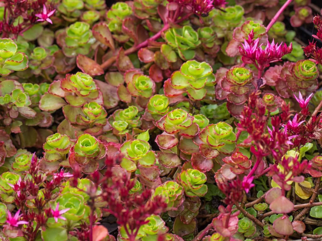 Phedimus, Creeping Sedum, Two-Row Stonecrop Fuldaglut