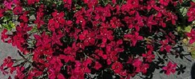 Dianthus, Garden Pinks, Maiden Pinks Flashing Lights