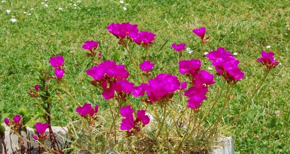 Montiopsis Species, Redmaids, Red Maids, Rock Purslane
