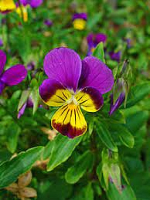 Viola Species