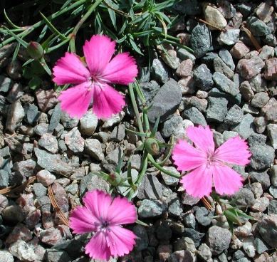 Dianthus Species, Wild Pink, Garden Pink