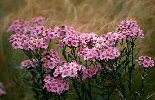 Achillea, Siberian Yarrow Love Parade