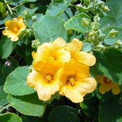 Sida Species, Bala, Country Mallow, Country Sida, Flannel Weed, Great-Leaved Sida