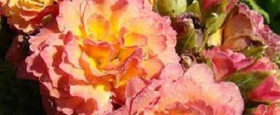 Primula, Double English Primrose Ken Dearman