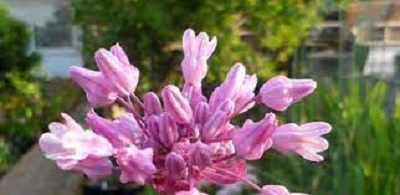 Dichelostemma Species, Twining Snake Lily