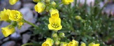 Few-seeded Draba, Yellow Flowered Moss, Comb Draba