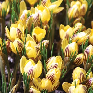 Snow Crocus, Golden Crocus Gypsy Girl