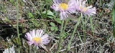 Erigeron Species, Streamside Fleabane