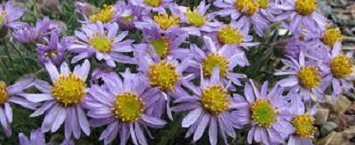 Erigeron Species, Dwarf Fleabane