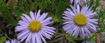 Erigeron Species, Featherleaf Fleabane, Pinnate-Leaved Daisy