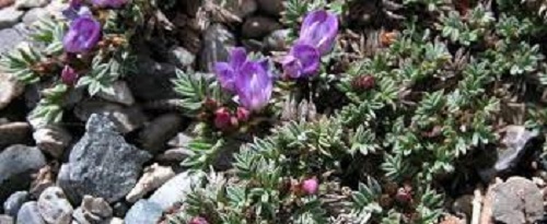 Astragalus Species, Spiny Milkvetch