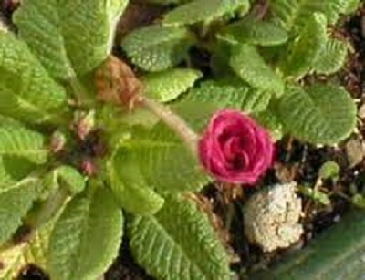 Primula, Double English Primrose Lilian Harvey