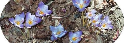 Species Crocus, Autumn Crocus, Fall Crocus
