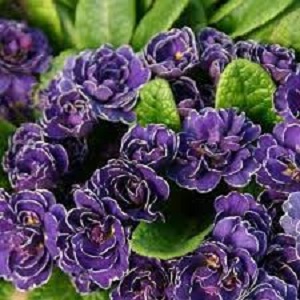 Primula, Double English Primrose Miss Indigo