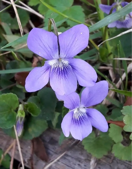 Viola Species, Tachitsubo Sumire