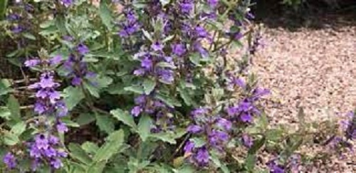 Ajuga Species, Australian Bugleweed, Carpet Bugle