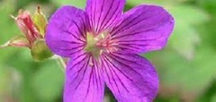 Geranium Species, Hardy Geranium, Wlassov's Cranesbill