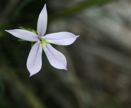 Narrow-leaved Isotome