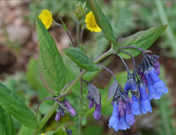 Greenleaf Bluebells, Greenleaf Chimingbells