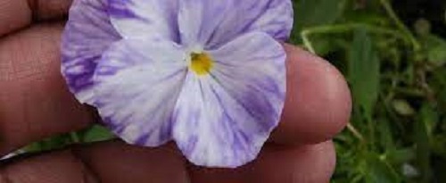 Viola, Garden Pansy, Pansy Columbine