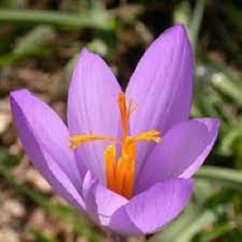 Species Crocus, Ligurian Autumn Crocus