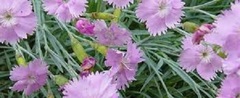 Cottage Pink, Feathered Pink, Garden Pink, Grass Pink 'Ipswich Pinks'