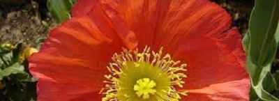 Papaver, Arctic Poppy, Iceland Poppy Meadow Pastels