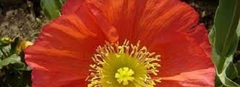 Papaver, Arctic Poppy, Iceland Poppy 'Meadow Pastels'