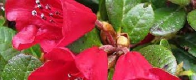 Rhododendron Carmen