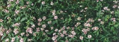 Eurybia Species, Arctic Aster, Siberian Aster