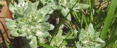 Diaperia Species, Bighead Pygmy Cudweed, Rabbit Tobacco