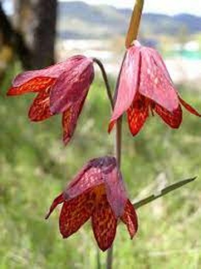 Fritillaria Species, Gentners Fritillary